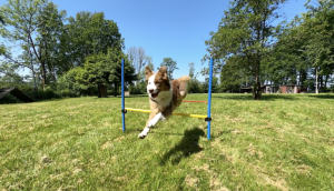 Auf dem Sportabend in der Burstenhalle zeigen Menschen und Hunde wie toll Hundesport ist. 